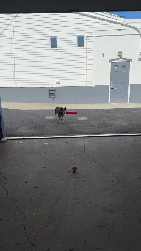 Dog Whacks Fastball Twice With Baseball Bat, Marblehead, Massachusetts, USA - 24 Stock Footage 346721008