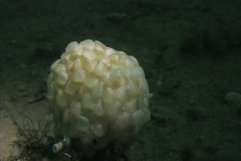 Dog whelk eggs Stock Footage 12393995