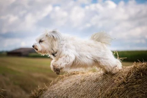 Dog when jumping Foto stock