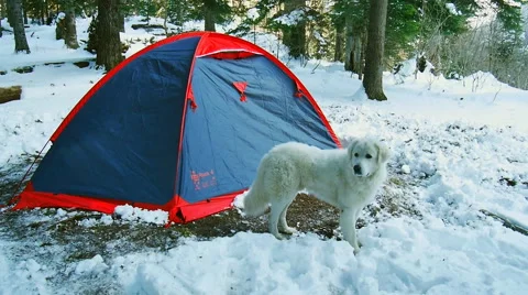 Dog while hiking guarded tent Stock Footage 51810786