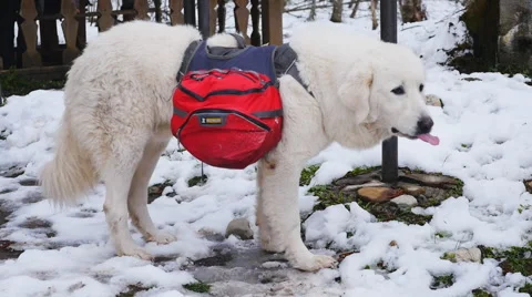 Dog while hiking on vacation in camp Stock Footage 51810645