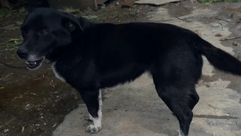 Dog whines Stock-Footage 76113034