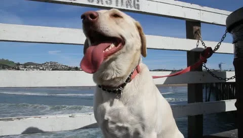 Dog whining and panting01 Stock Footage