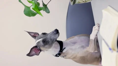 Dog Whippet at the table. Stock Footage 236907042