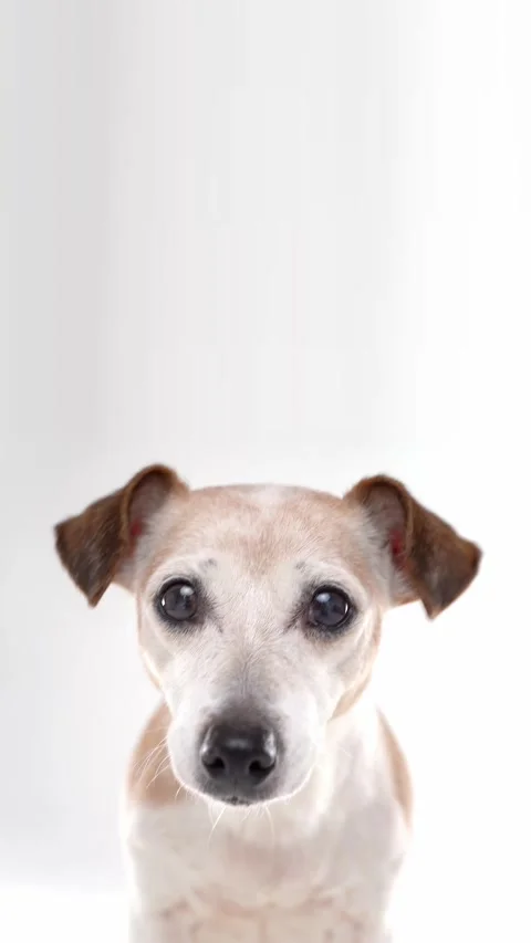 Dog white background Vídeo Stock 332352188