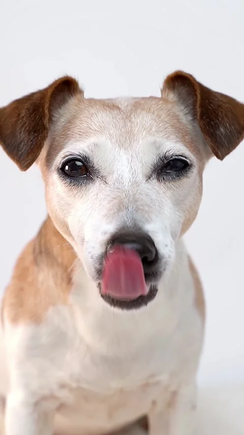 Dog on white background looking at the camera and chewing small piece of apple Vídeo Stock 287724373