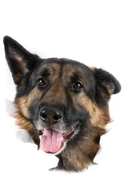 Dog on white background Stock Photos