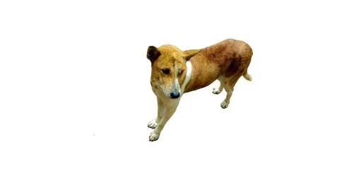 Dog in white background Stock Photos