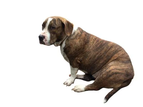 Dog on a white background Stock Photos