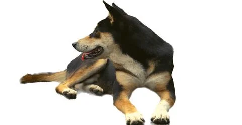 Dog white background 스톡 사진