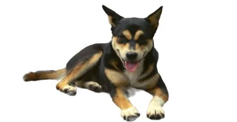 Dog white background 스톡 사진