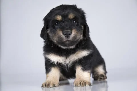 Dog on a white background Stock Photos