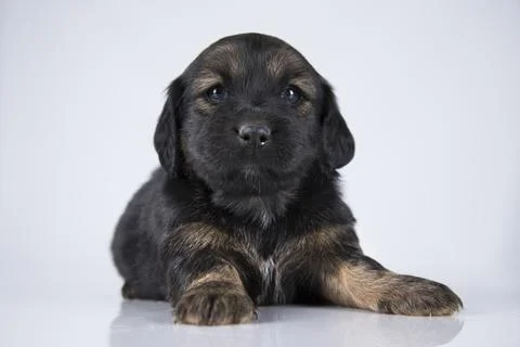 Dog on a white background Stock Photos