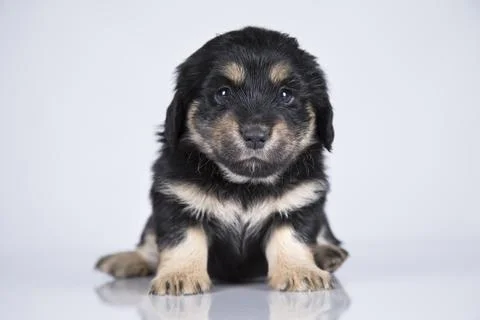 Dog on a white background Stock Photos