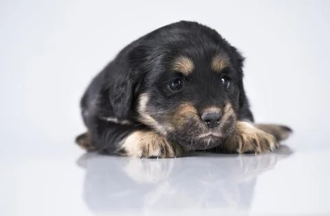 Dog on a white background Stock Photos