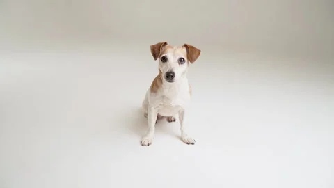 Dog white background sitting in studio Stock-Footage 169576090