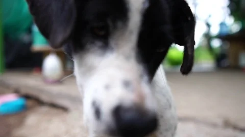 Dog - white, black depression  Stock Footage 115250171