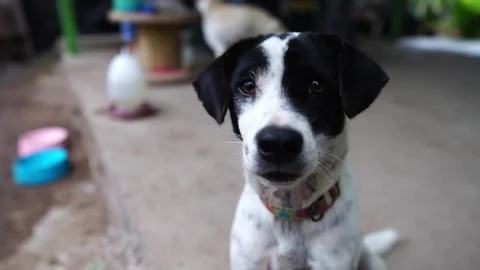 Dog - white, black depression  Stock Footage 115250252