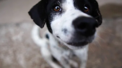 Dog - white, black depression  Stock Footage 115250330