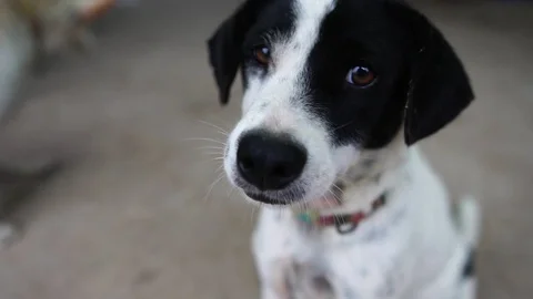 Dog - white, black depression  Stock Footage 115250559