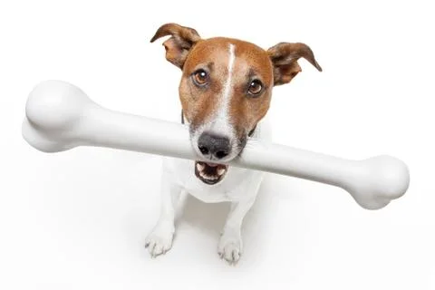 Dog with a white bone Stock Photos