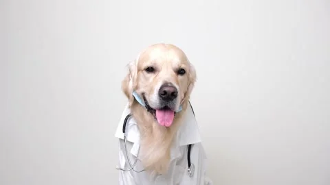 A dog in a white coat with  stethoscope sits on a white background. Stock Footage 170306519