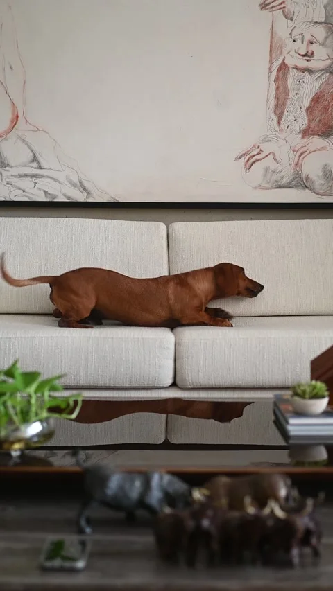 Dog on white couch Stock Footage 309566583
