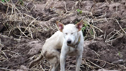 The dog is white, disabled legs back, pathetic  Stock Footage 114397644