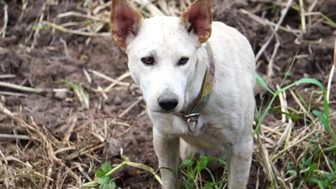 The dog is white, disabled legs back, pathetic  Stock Footage 114398048