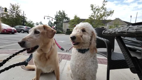 Dog, White Lab &amp; Doodle sitting on sidewalk in city. Stock Footage 169357230
