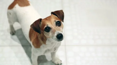 Dog white looking to the camera Vídeo Stock 53356449