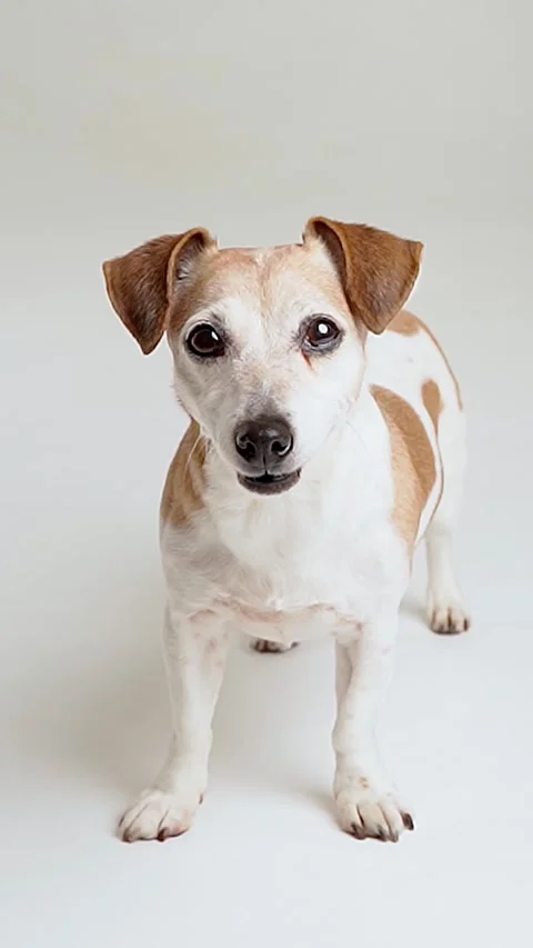 Dog on white looking at camera Vídeo Stock 280483629