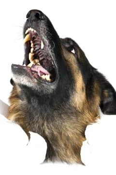 Dog on white Stock Photos