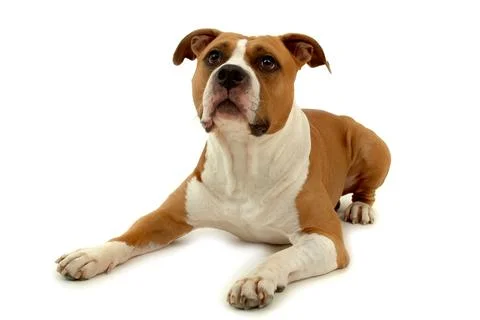 Dog on white Stock Photos