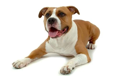 Dog on white Stock Photos