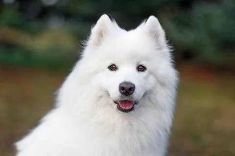 Dog White Samoyed Stock Photos