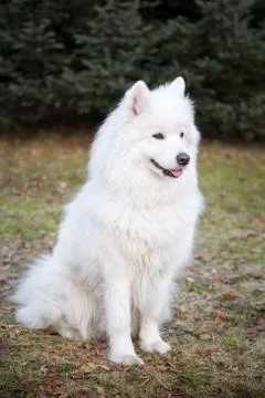 Dog White Samoyed Stock Photos