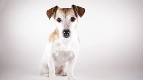 Dog white sitting leaaving 動画素材 124133976