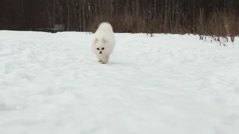 Dog white spitz runs in winter on a background of snow and forest, in slow Stock Footage 147210193