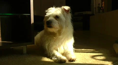 Dog (white terrier) rests. Stockbeeldmateriaal 48733800