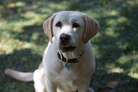  The Dog Who Saved Easter (2014) - filmstill The Dog Who Saved Easter (201... Stock Photos