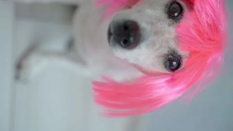 Dog wig pink fun vertical kitch Vídeo Stock 158114772