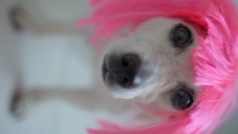 Dog wig pink fun vertical eyes look Stock Footage 158114780
