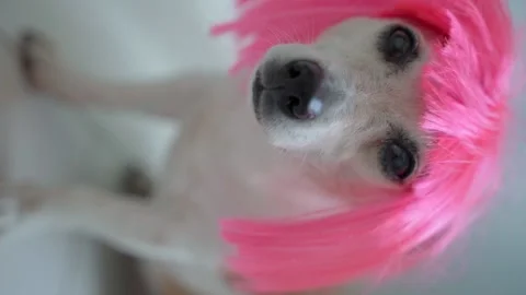 Dog wig pink fun vertical eyes 動画素材 158114787