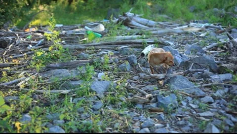 Dog in wild Stock Footage 7842194