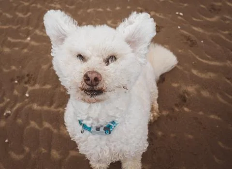 Dog in the wind Stock Photos