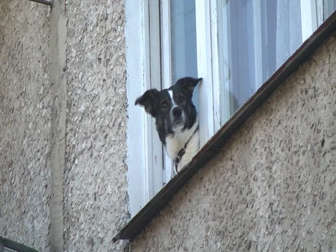 Dog in a window Stock Footage 75051639