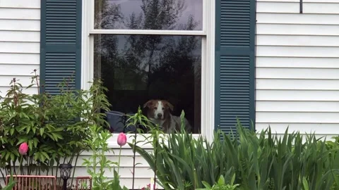 Dog at Window Stock Footage 134303437