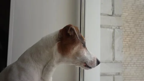 Dog on the window, howling, guarding and barking at what they see outside. Stock Footage 293227301