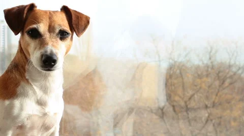 Dog window look cute Vídeo Stock 62549051